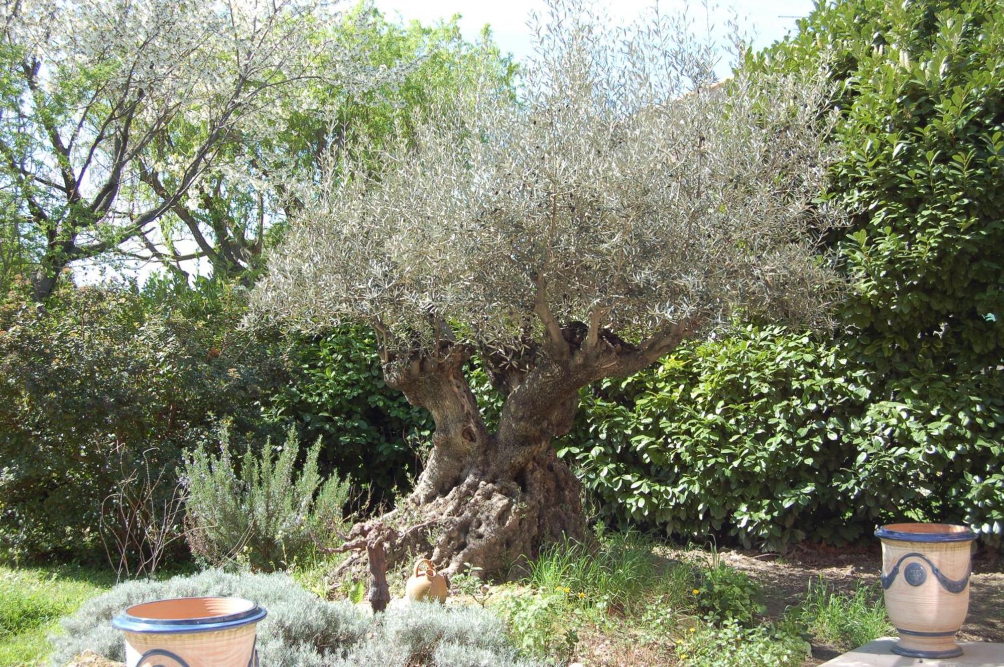 Le Mas Ferrand Graveson Exterior foto
